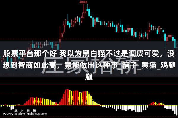 股票平台那个好 我以为黑白猫不过是调皮可爱，没想到智商如此高，竟能做出这种事_箱子_黄猫_鸡腿